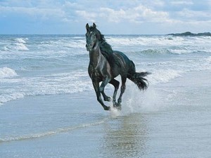 Cavalos na praia 2